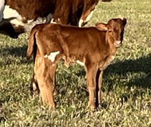 2024 Pretty Romance heifer