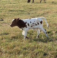 WT KID ROCK X RJF RURAL ROMANCE 206 (b) tAG 431