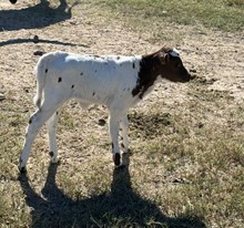 WT KID ROCK X TS GIANNA (H) TAG 432