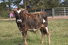 BR JUNGLE JIM X RJF ELLANI 104 (B)TAG 417