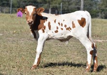 WT KID ROCK X RJF RURAL ROMANCE 206 (b) tAG 431