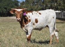 BR JUNGLE JIM X KDK CHARRO'S COWGIRL TAG 418