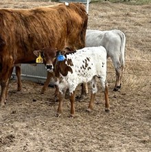 COWBOY TUFF CHEX X OK LADY PAT 555 ET (H) TAG 472